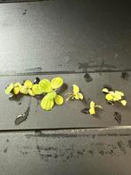 Drijfplanten en vallisneria, Dieren en Toebehoren, Vissen | Aquaria en Toebehoren, Ophalen, Zo goed als nieuw, Plant(en), Steen of Hout