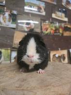 Us teddy cavia beertje, Dieren en Toebehoren, Cavia, Augustus, Mannelijk, Tam