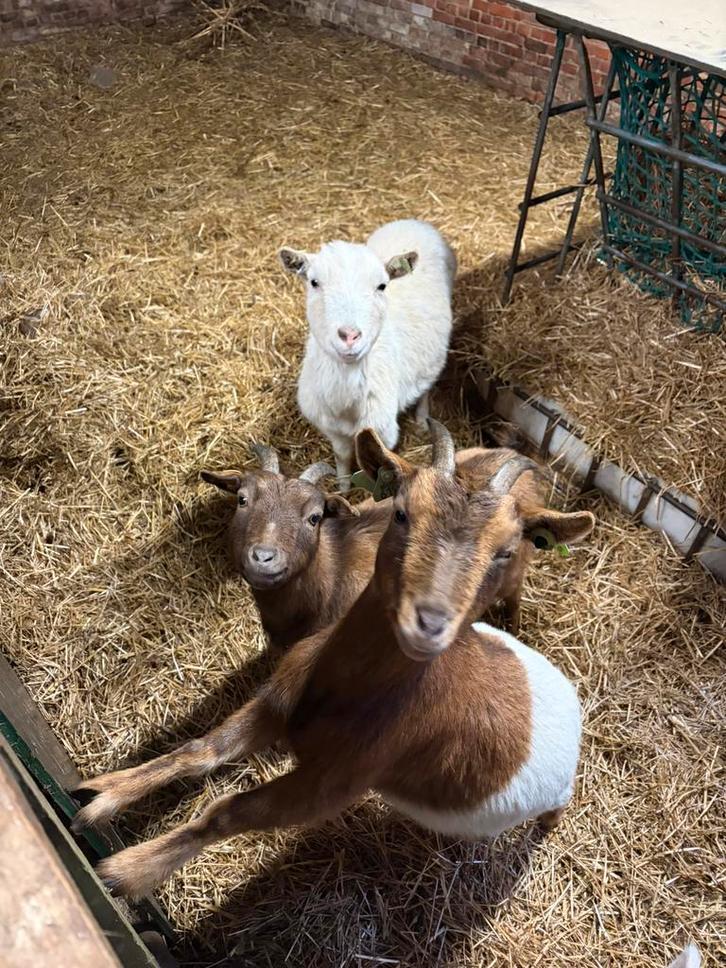 3 leuke geitjes, Dieren en Toebehoren, Schapen, Geiten en Varkens, Geit, Meerdere dieren