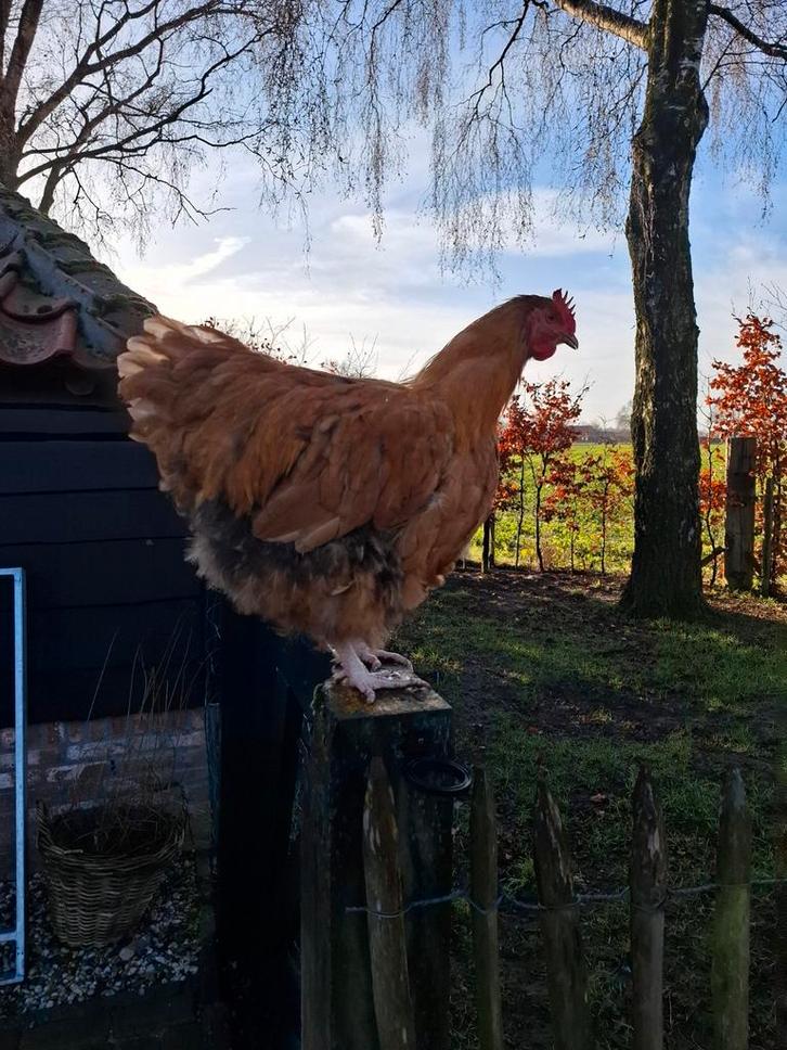 Orpington haan 2025 (groot), Dieren en Toebehoren, Pluimvee, Kip, Mannelijk