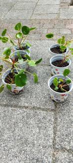 pannekoekplantjes, Ophalen, Overige soorten, Minder dan 100 cm
