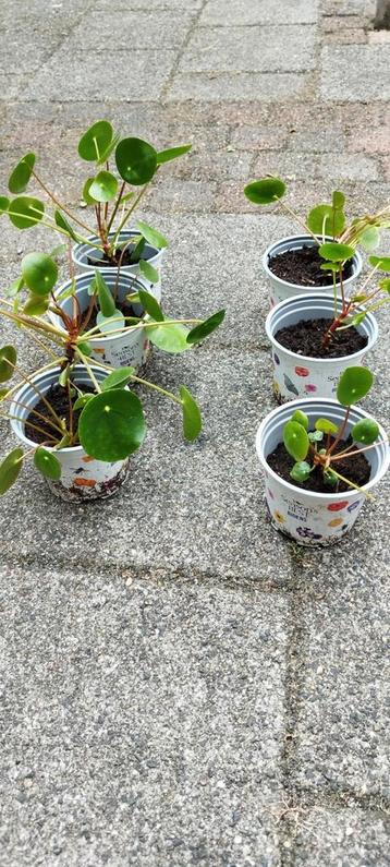 pannekoekplantjes beschikbaar voor biedingen