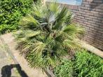 Chamaerops Humilis palmboom formaat 180x150x130 bxdxh, Tuin en Terras, Planten | Bomen, Volle zon, Ophalen, Palmboom, 100 tot 250 cm