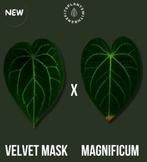 Anthurium Velvet Mask x Magnificum (3x seeds), Ophalen of Verzenden, Halfschaduw, Minder dan 100 cm