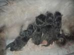 Ragdollxmaincoon kittens, Dieren en Toebehoren