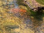 VIJVER VISSEN✅ elrits, Notropis lutipinnis, goudvis, danio’s, Overige soorten