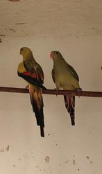 parkieten, Dieren en Toebehoren, Meerdere dieren, Parkiet, Geringd