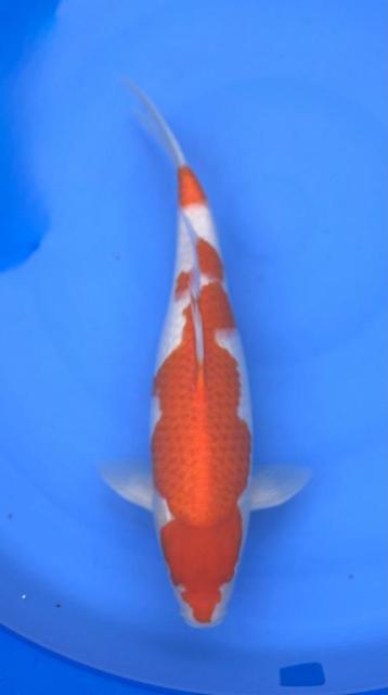Diverse Japanse koi karper | Koikarpers  | Nisai vissen beschikbaar voor biedingen