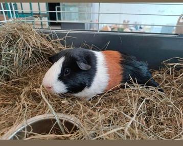 Prachtig duo ( driekleur ) Cavia's! 5 en 9 maanden jong!  beschikbaar voor biedingen