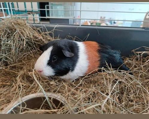 Prachtig duo ( driekleur ) Cavia's! 5 en 9 maanden jong!, Dieren en Toebehoren, Knaagdieren, Mannelijk, Cavia, Maart, Tam
