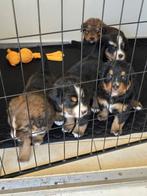 Berner sennen x mechelse herder pups, 8 tot 15 weken, Groot, Meerdere, Meerdere dieren