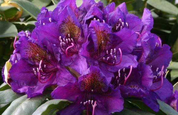 Rhododendron en Japanse Azalea, Tuin en Terras, Planten | Tuinplanten, Overige soorten, Halfschaduw, Ophalen