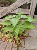 Dappere jonge Catalpa, bijna gratis, Tuin en Terras, Planten | Bomen, Ophalen of Verzenden, Overige soorten, Minder dan 100 cm