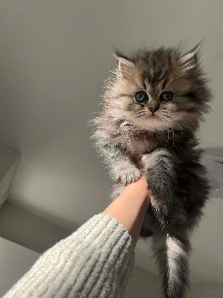 Britse Langhaar, Dieren en Toebehoren, Katten en Kittens | Raskatten | Langhaar, Poes, 0 tot 2 jaar, Ontwormd