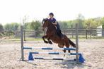 Welsh Cob merrie, Dieren en Toebehoren, Pony's, Merrie, B, Springpony, 3 tot 6 jaar