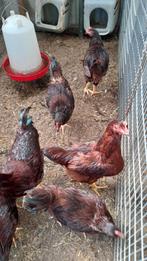 Pluimvee, Dieren en Toebehoren, Pluimvee, Mannelijk, Kip