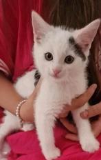 Lieve kittens te koop!!, Dieren en Toebehoren, Katten en Kittens | Overige Katten, Meerdere dieren