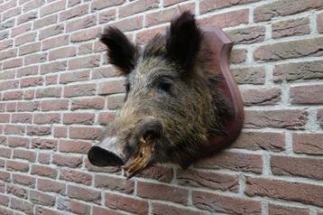 Prachtige opgezette wilde zwijnen kop op schild beschikbaar voor biedingen