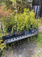 Toscaanse jasmijn ca 80/90 € 9,95 pst, Tuin en Terras, Planten | Struiken en Hagen, Ophalen of Verzenden, Overige soorten, 100 tot 250 cm