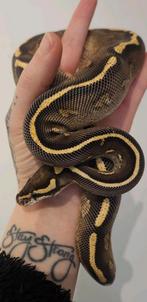 Koningspython- ballpython- python regius, Dieren en Toebehoren, Slang, 0 tot 2 jaar