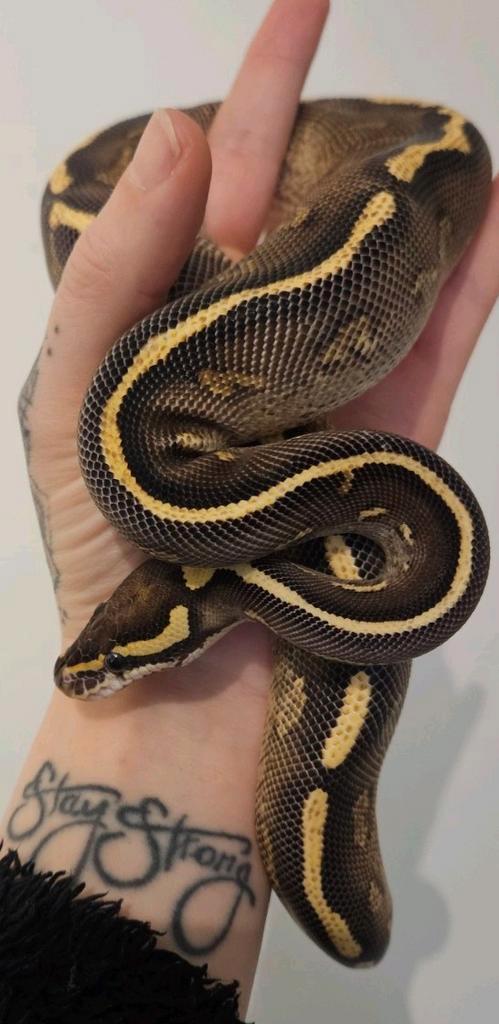Koningspython- ballpython- python regius, Dieren en Toebehoren, Reptielen en Amfibieën, Slang, 0 tot 2 jaar