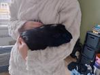 Cavia's, Dieren en Toebehoren, Knaagdieren, December, Vrouwelijk, Cavia