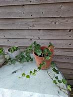 Hedera / groene klimop, Tuin en Terras, Ophalen, Bloeit niet, Vaste plant, Klimplanten