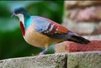 Gezocht barlet duivin, Dieren en Toebehoren, Vogels | Overige Vogels