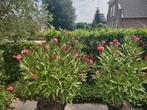 Olianders, Ophalen of Verzenden, Zomer, Overige soorten, Volle zon