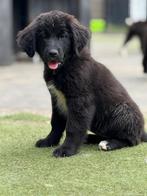 Newfoundlander pups kruising nog enkele pups  beschikbaar, 8 tot 15 weken, Groot, CDV (hondenziekte), Meerdere