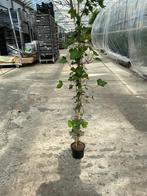 hedera Hibirnica hoogte 120hoog, Ophalen, Overige soorten, 100 tot 250 cm