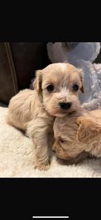 Lieve Maltipoo (maltezer x poedel) pups, Dieren en Toebehoren, Honden | Niet-rashonden, CDV (hondenziekte), 8 tot 15 weken, Meerdere