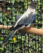 Gezocht koppels splendits, Dieren en Toebehoren, Vogels | Parkieten en Papegaaien, Meerdere dieren, Parkiet, Geringd