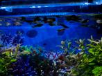 Heel veel guppies, Dieren en Toebehoren, Vissen | Aquariumvissen, Vis