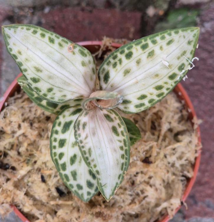 Jewel orchid Goodyera Nishikiran Japan p7, Huis en Inrichting, Kamerplanten, Minder dan 100 cm, Halfschaduw, Ophalen of Verzenden