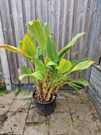 Musella Lasiocarpa gouden lotusbanaan musa, Ophalen, Vaste plant, Overige soorten, Volle zon