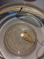 Vissenkom met vis, Ophalen, Rond