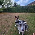 Hondenwandelaar gezocht, Dieren en Toebehoren, Overige Dieren, November, Mannelijk