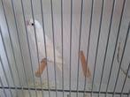 Roseicolli, Dieren en Toebehoren, Mannelijk, Dwergpapegaai of Agapornis