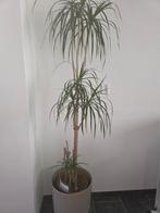 Mooie Dracaena kamerplant, Huis en Inrichting, Kamerplanten, In pot, Yucca, 150 tot 200 cm, Groene kamerplant