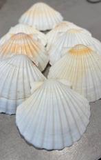 Sint Jacob / coquille schelpen, Ophalen of Verzenden, Zo goed als nieuw