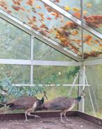 Koppel blauwe pauwen te koop, Dieren en Toebehoren, Ophalen