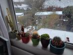 Cactus en vetplanten in leuke pot, Cactus, Minder dan 100 cm, Ophalen of Verzenden, Volle zon