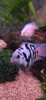 Papagaai cichlide te koop, Dieren en Toebehoren, Vis, Zoetwatervis