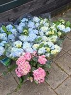 10 mooie hortensia,s, Ophalen of Verzenden, Vaste plant, Overige soorten, Halfschaduw