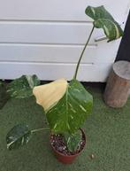 Monstera Thai Constellation 60h potmaat 15🍀RUILEN?OPHALEN, Huis en Inrichting, Kamerplanten, Ophalen, Overige soorten, Halfschaduw