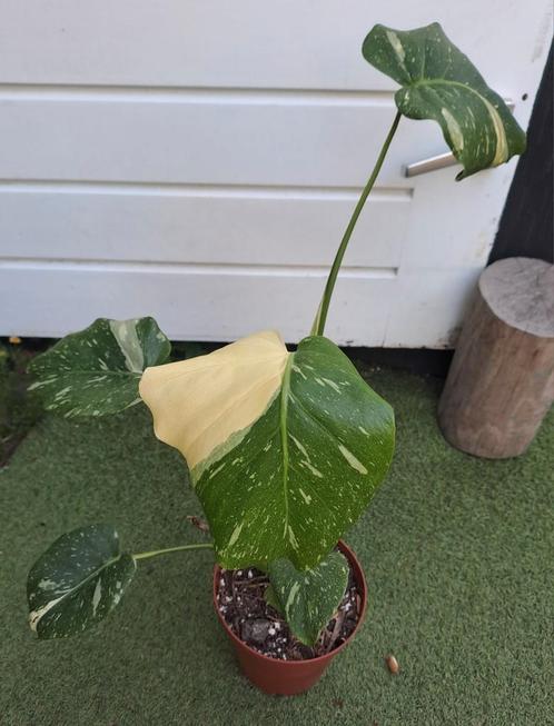 Monstera Thai Constellation 60h potmaat 15🍀RUILEN?OPHALEN, Huis en Inrichting, Kamerplanten, Overige soorten, Minder dan 100 cm
