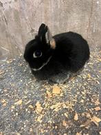 Kleurdwerg konijntje voedster, Dieren en Toebehoren, Konijnen, Vrouwelijk, Dwerg, 3 tot 5 jaar