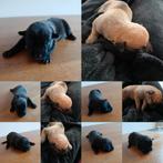 Pups! Staff Malinois (Mechelse Herder x American Stafford), Dieren en Toebehoren, 8 tot 15 weken, Meerdere, Meerdere dieren, Middel