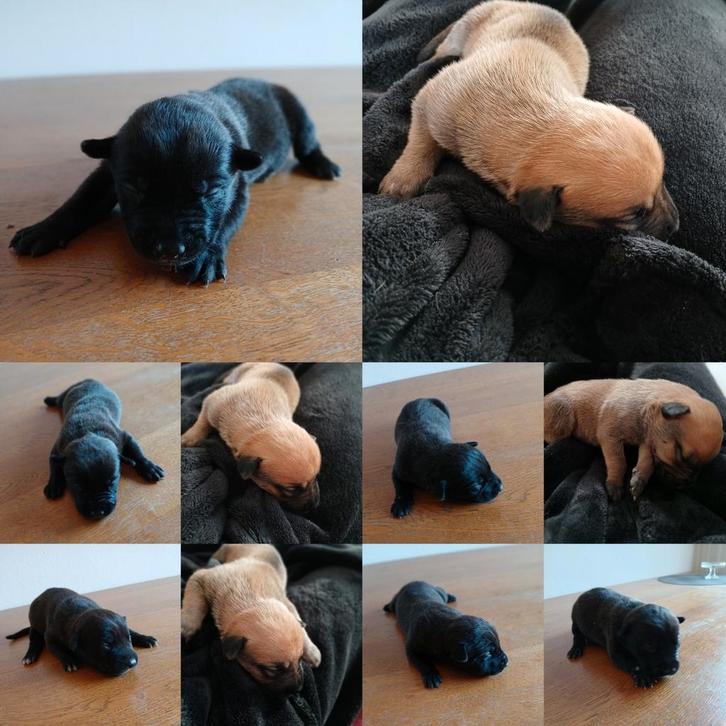 Pups! Staff Malinois (Mechelse Herder x American Stafford), Dieren en Toebehoren, Honden | Niet-rashonden, Middel, Meerdere dieren